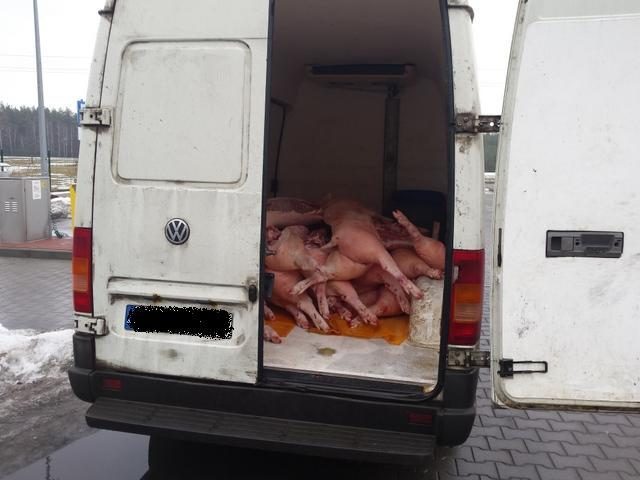 Mięso wieziono jak padlinę